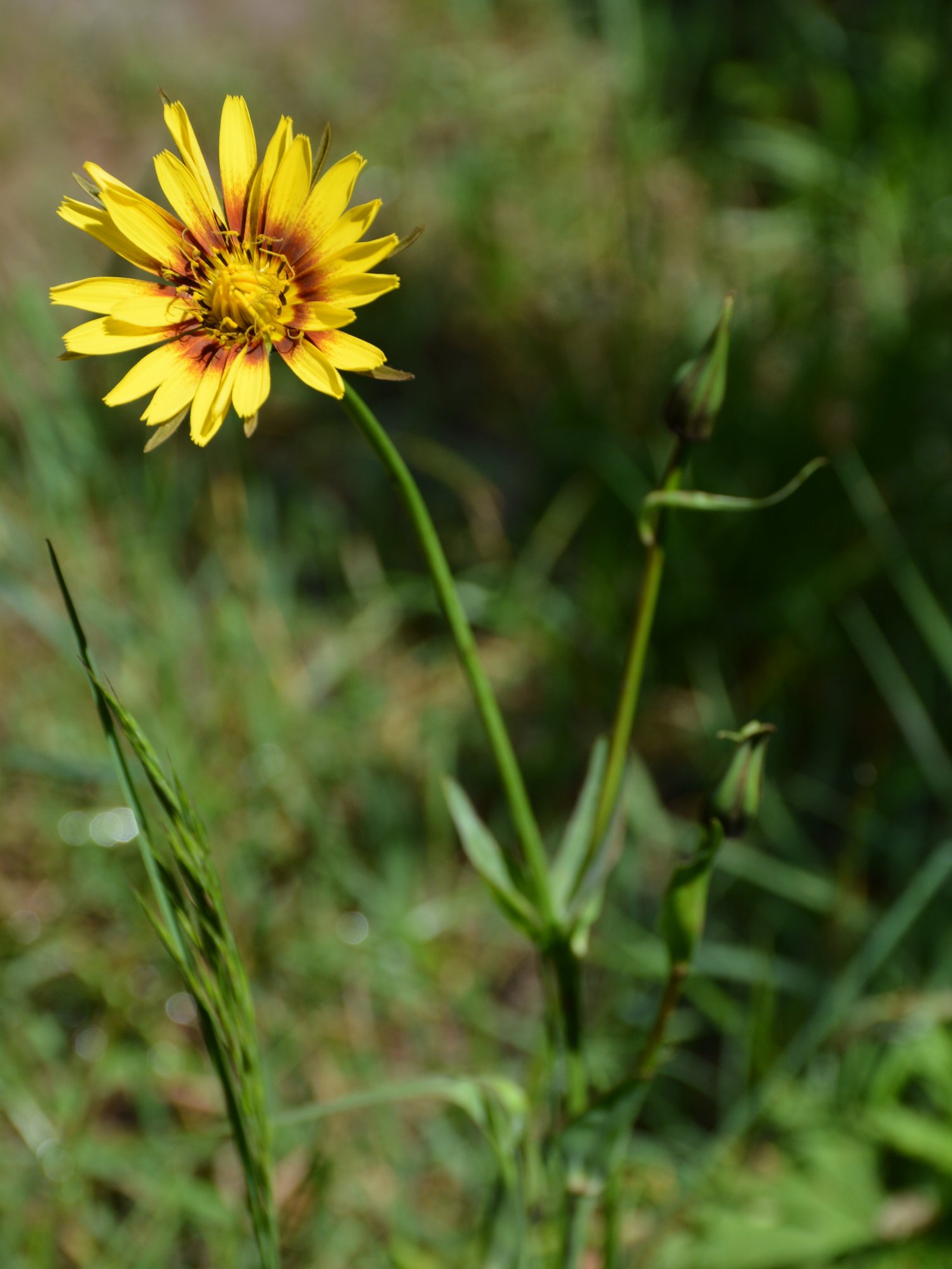 Tragopogon da identificare